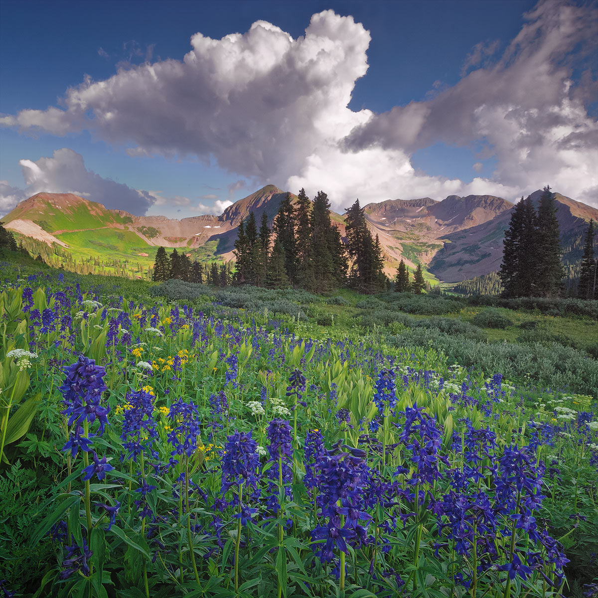 August Larkspur