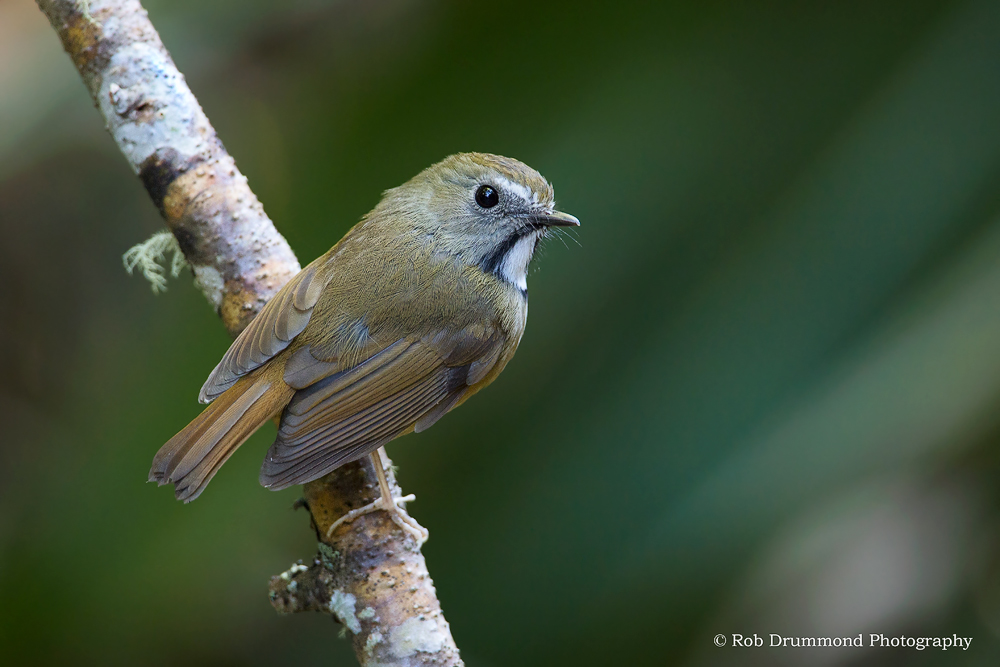  Flycatcher