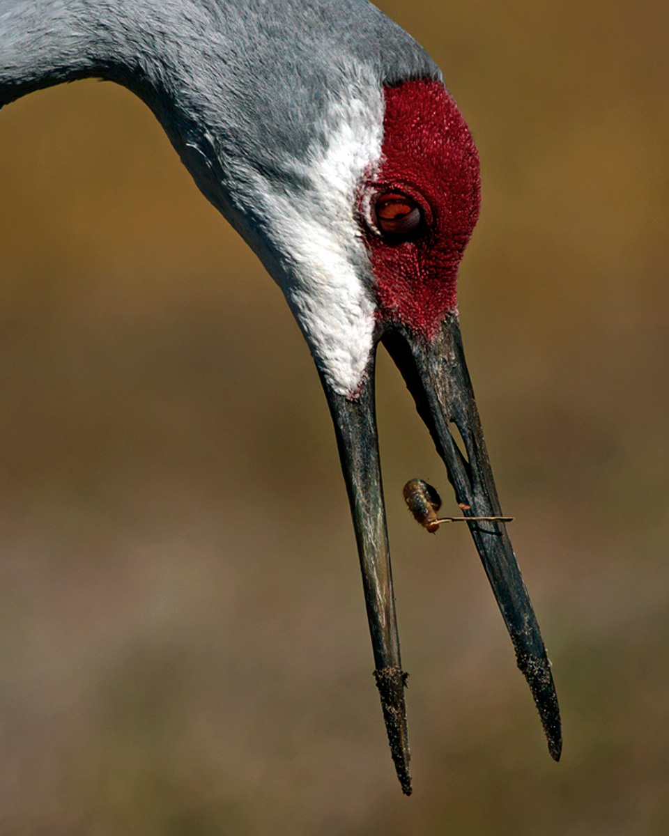 Crane with Bug