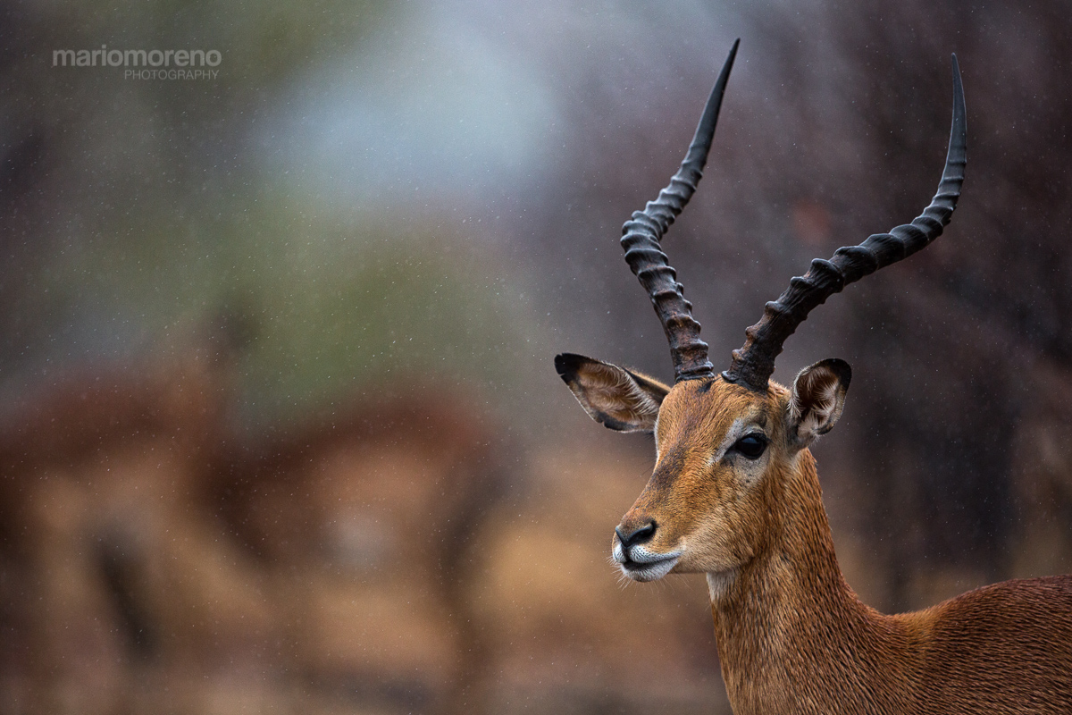 Impala in The Rain