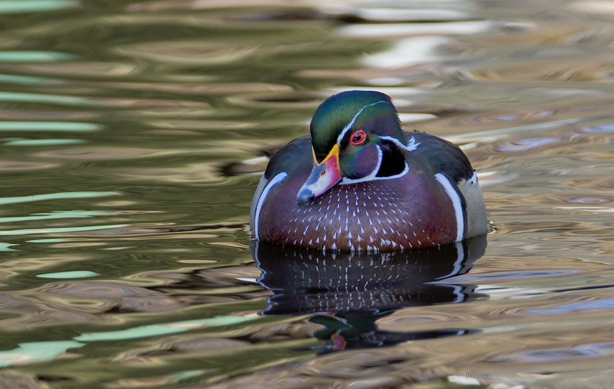 Wonderful Woodie