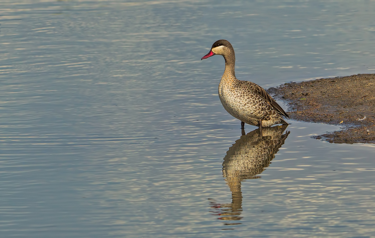 Red Bealed Teal