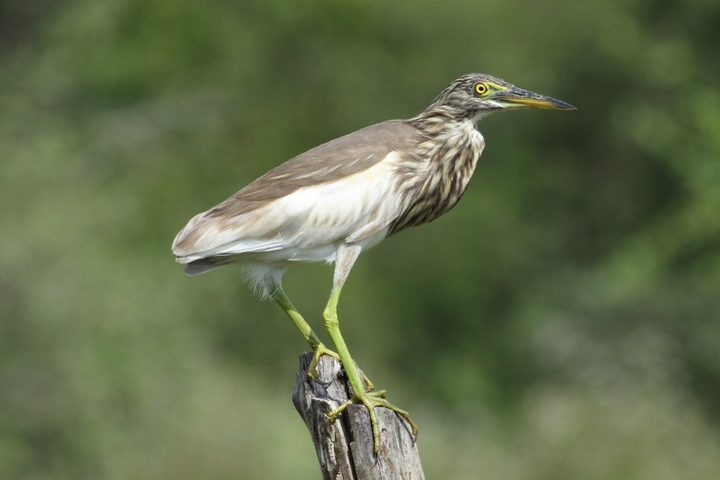 Pond Heron