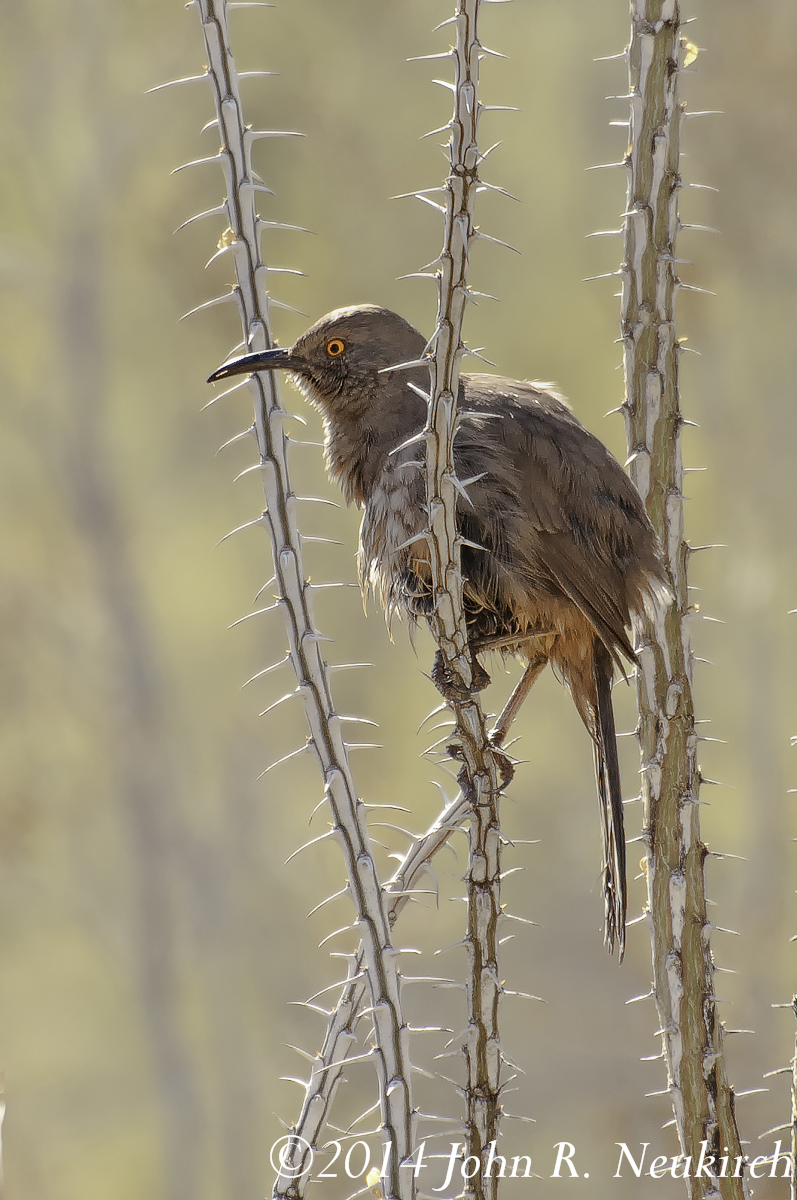 Ocotillo Thrasher