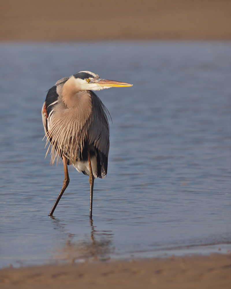 GBH at Low Tide