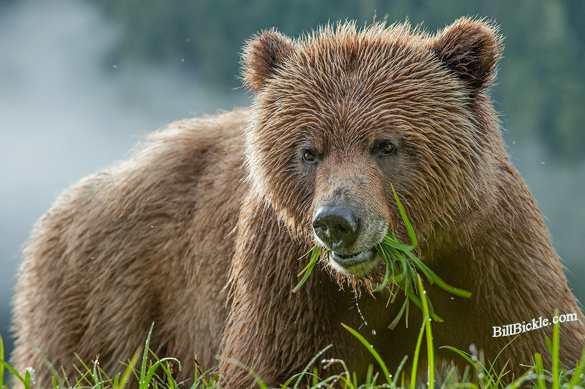 Khutzeymateen  Grizzly 