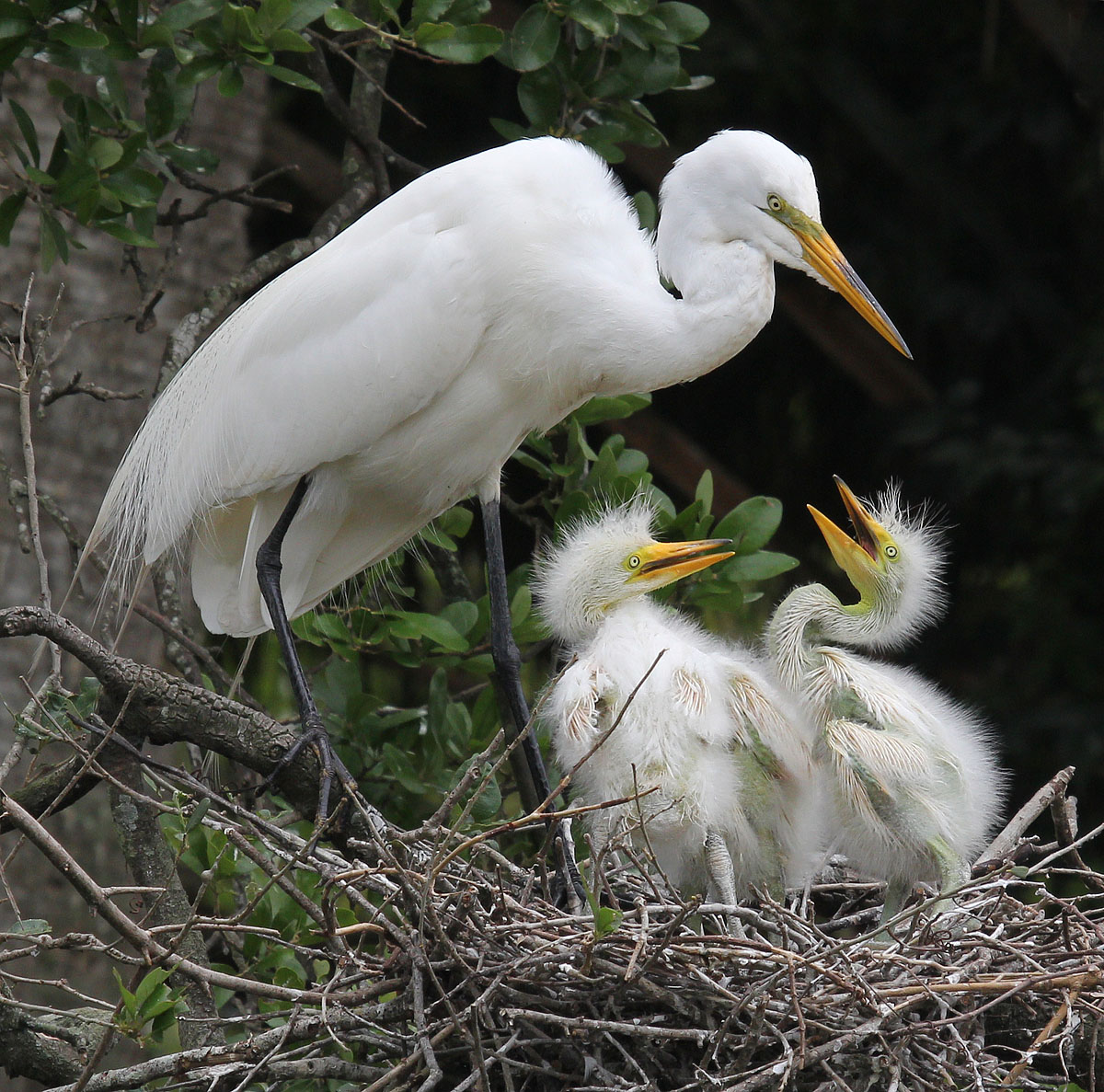 White Egret Nest