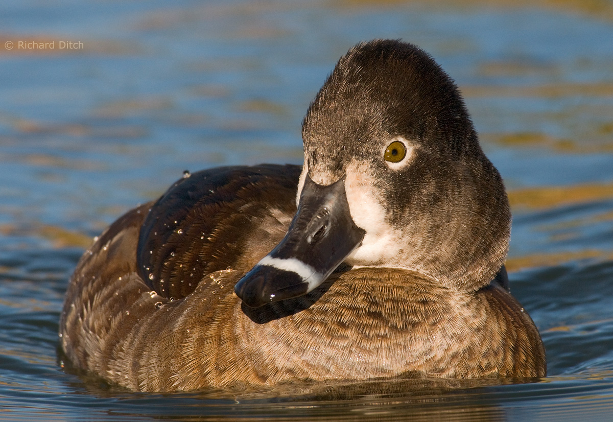 Ring-necked Duck