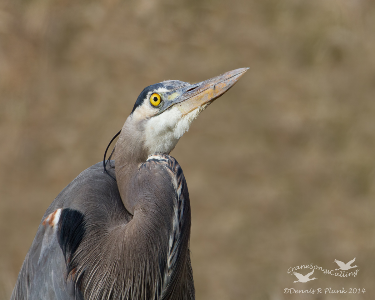 Great Blue Heron