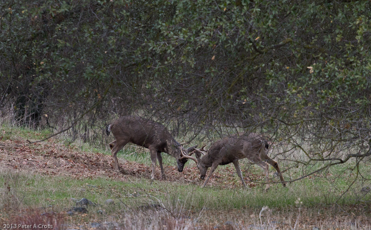 Rut Over?