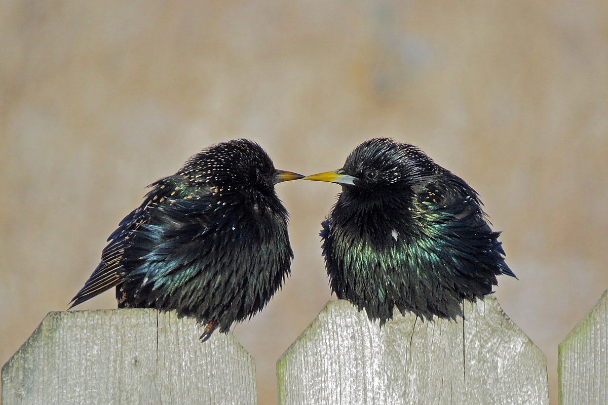 On the fence