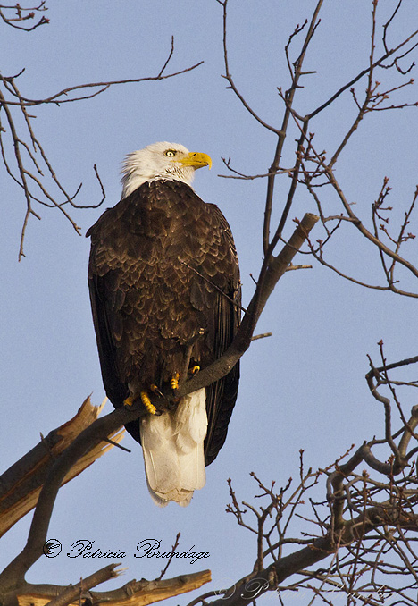 Bald Eagle