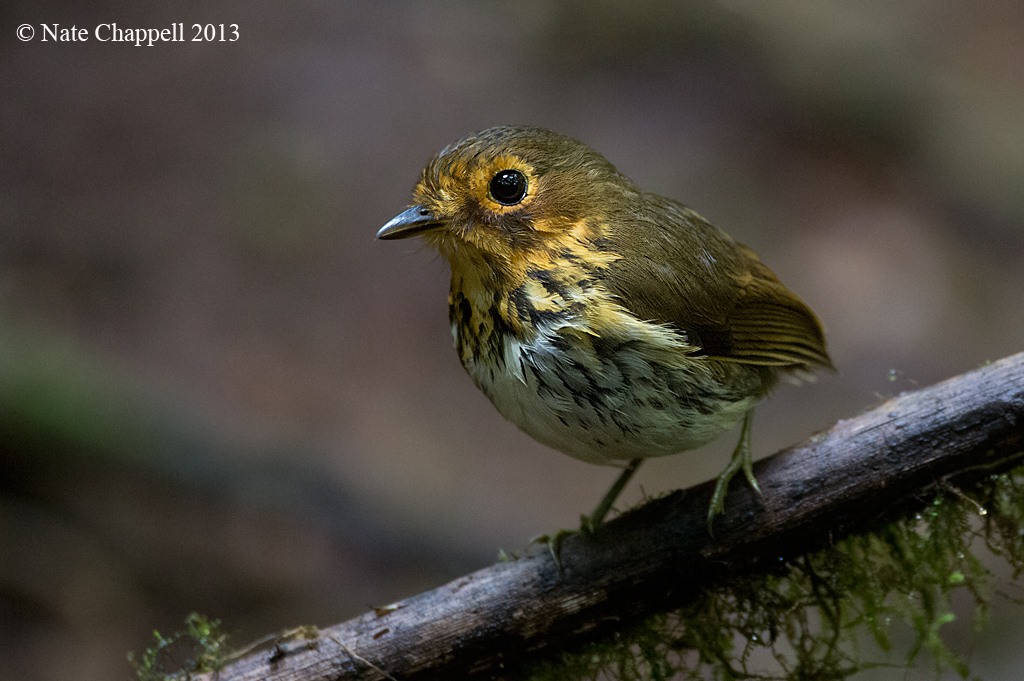 Ochre-breasted Antpitta