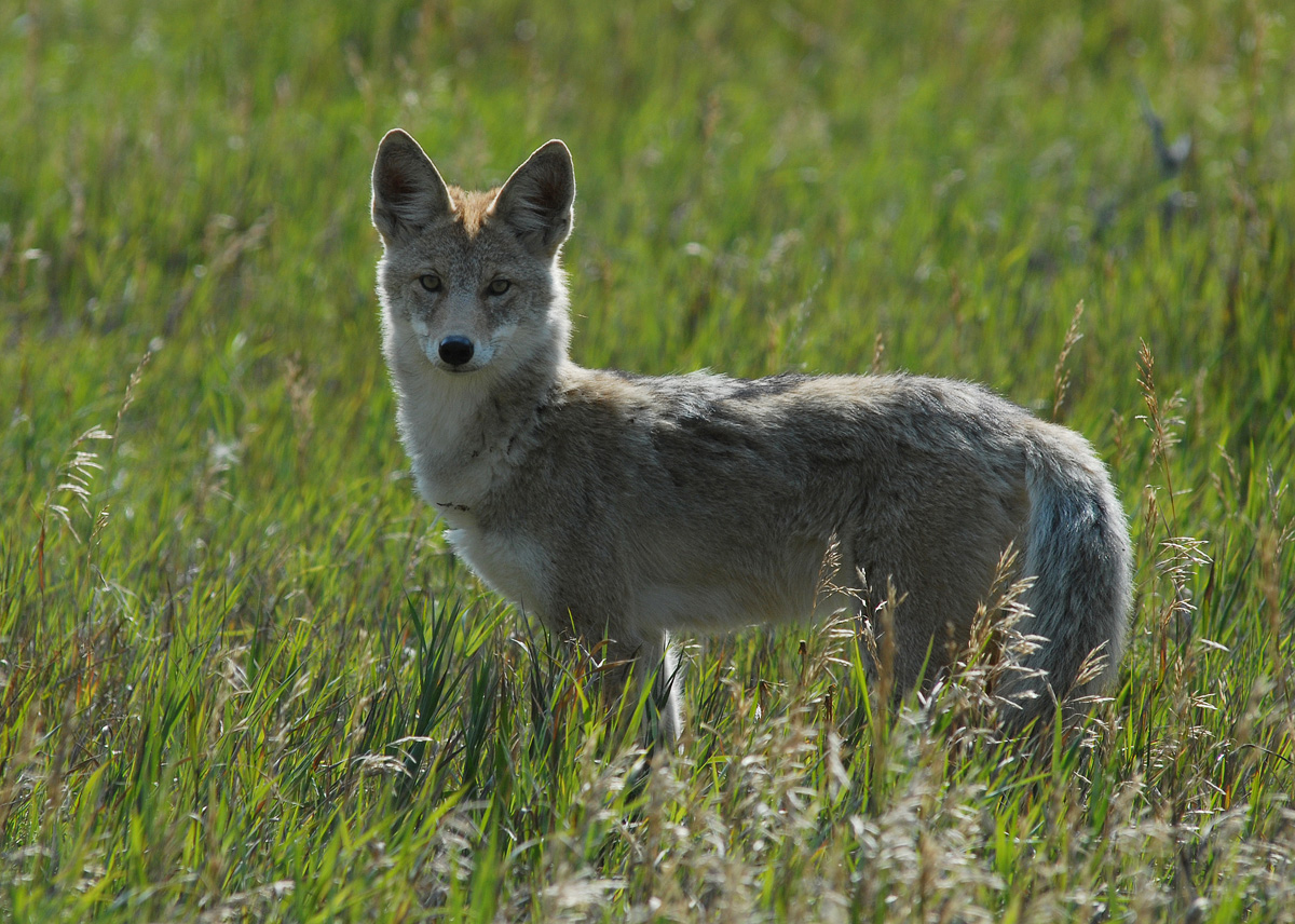 Coyote