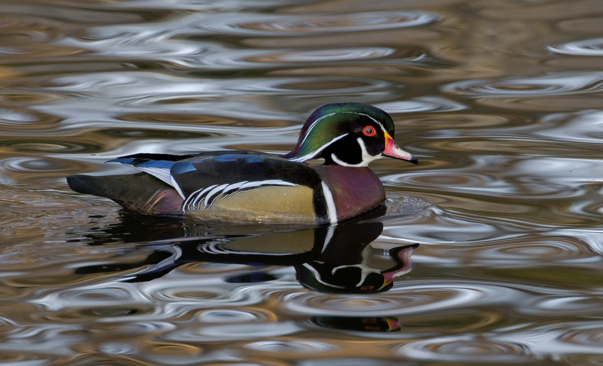 Woodie Drake