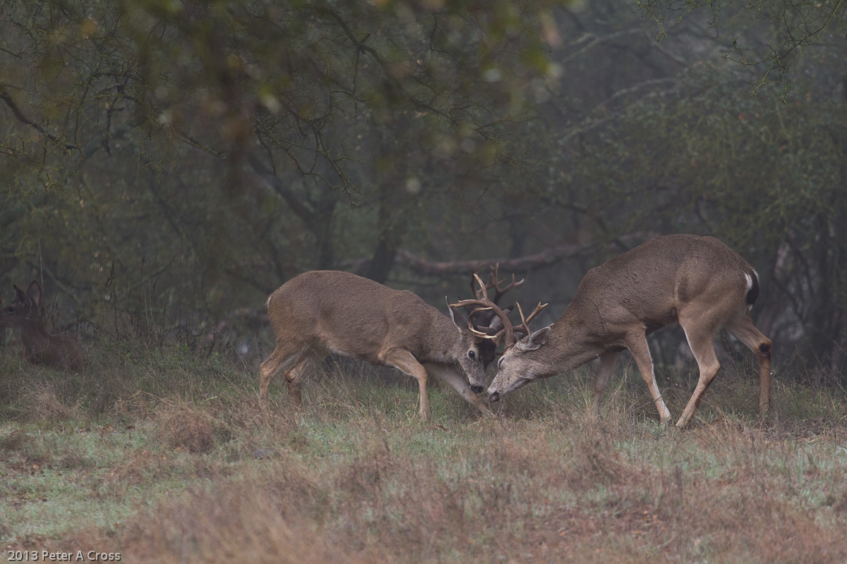 AA (Antlers Anonymous)