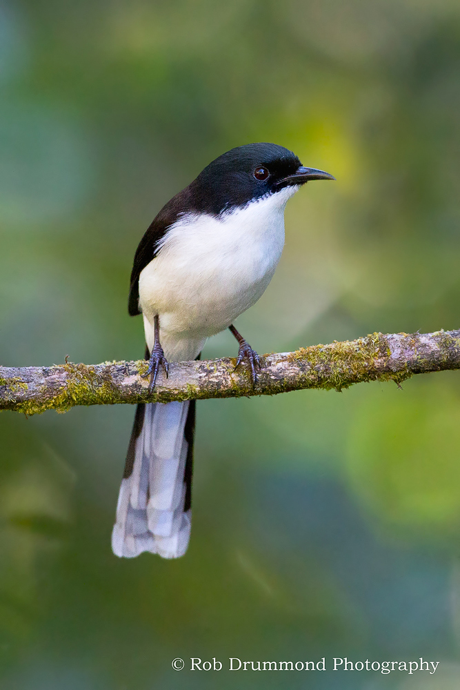 Dark-backed Sibia