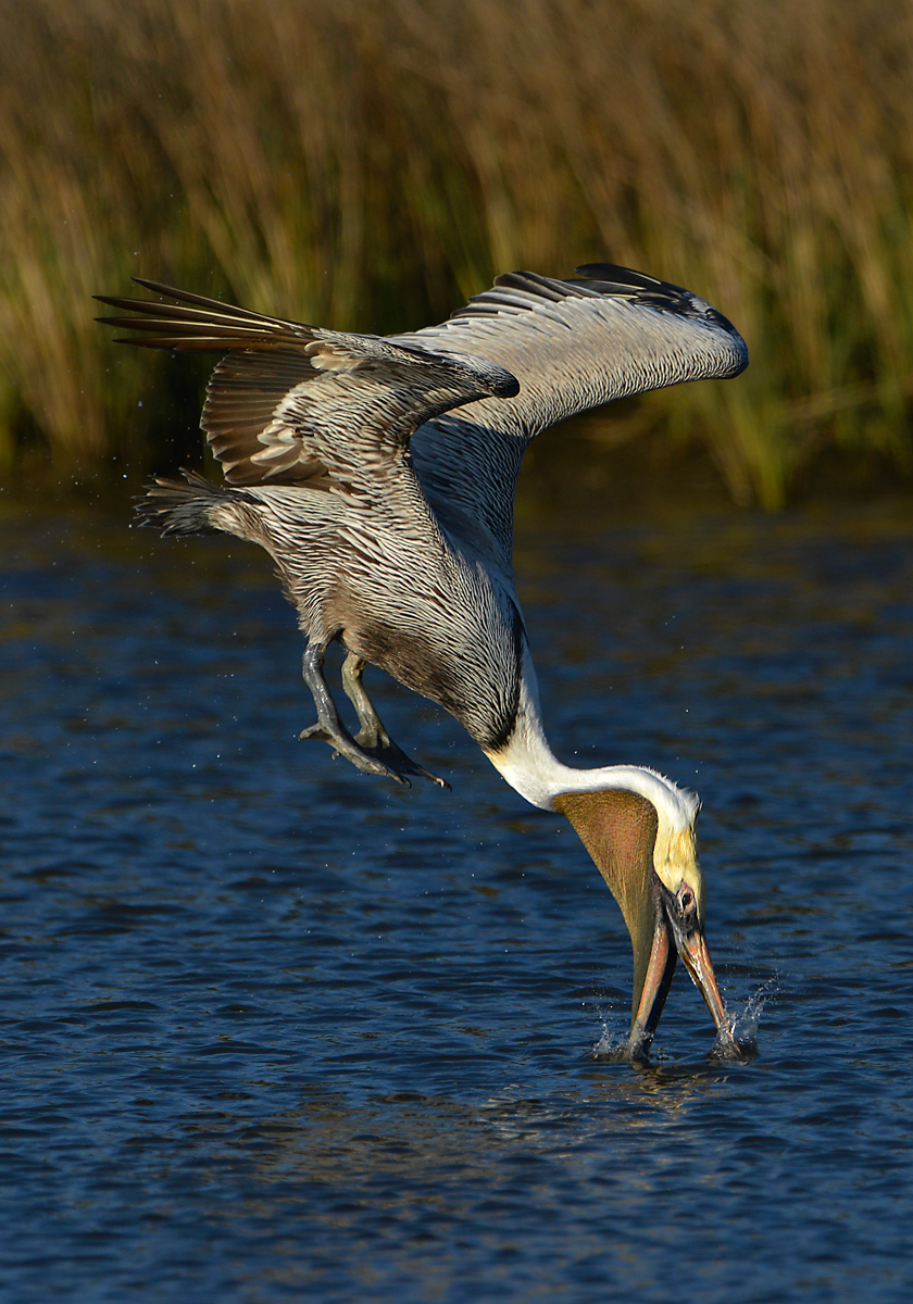 Diving for breakfast