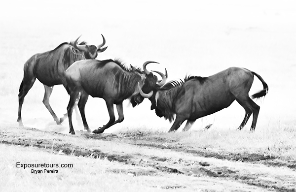 Wildebeest  - B&W