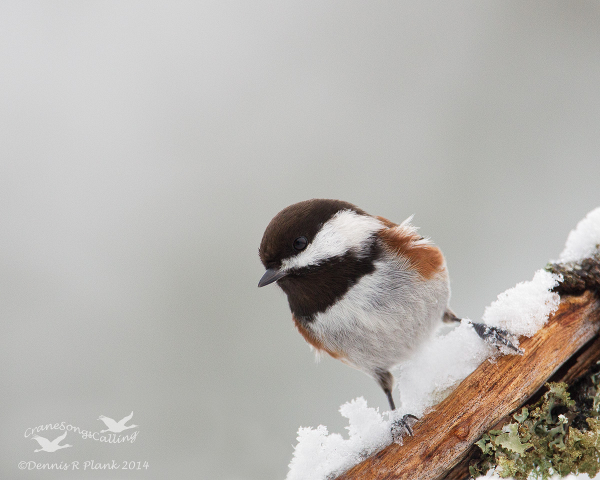 ChestnutBacked Chickadee