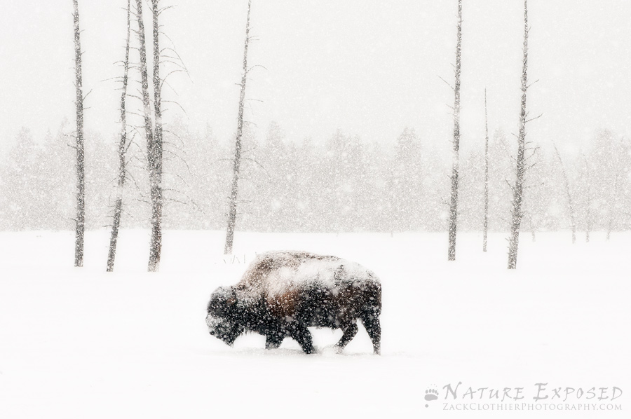 Wildlife - 2nd HM