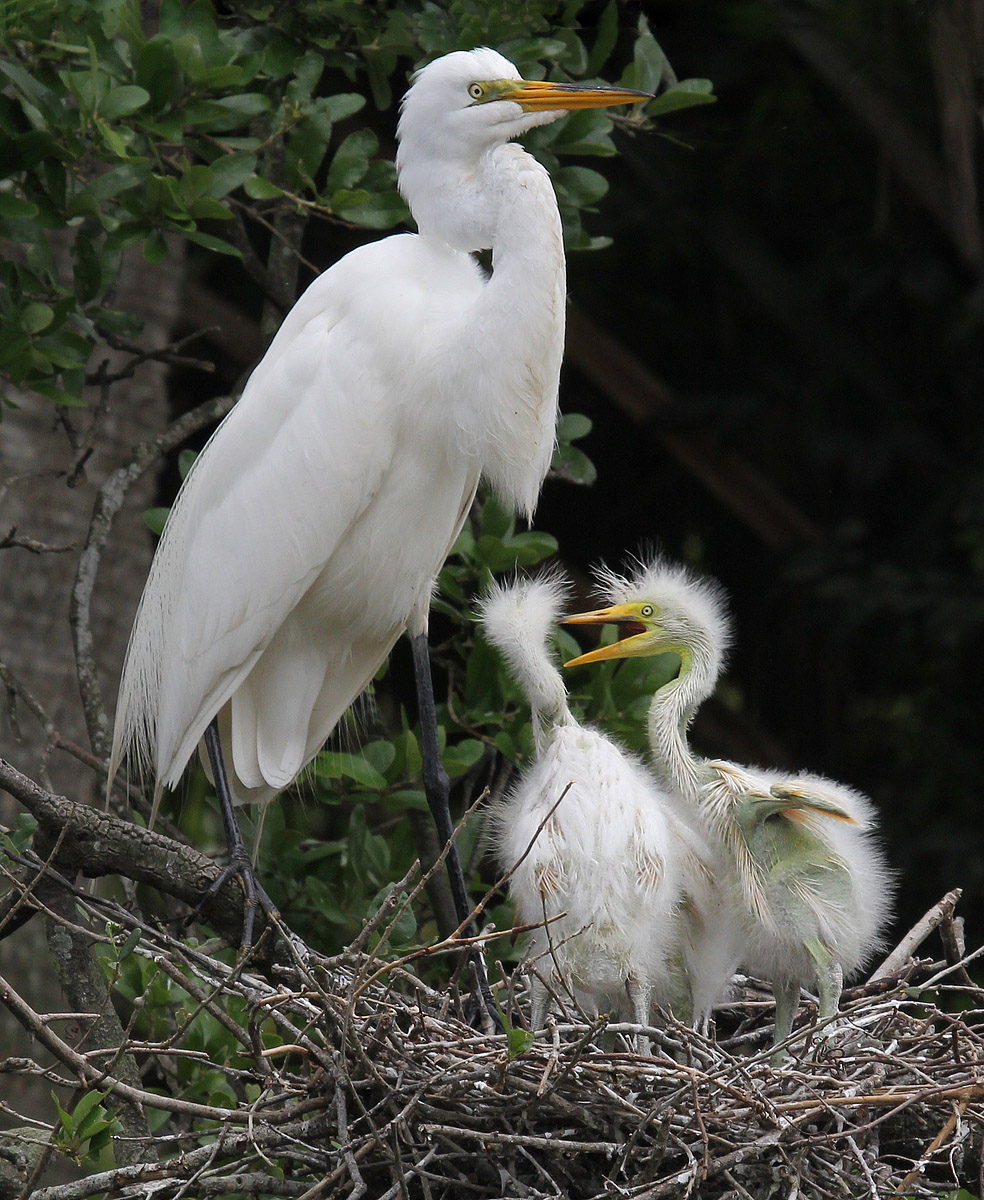 Angry Little Bird