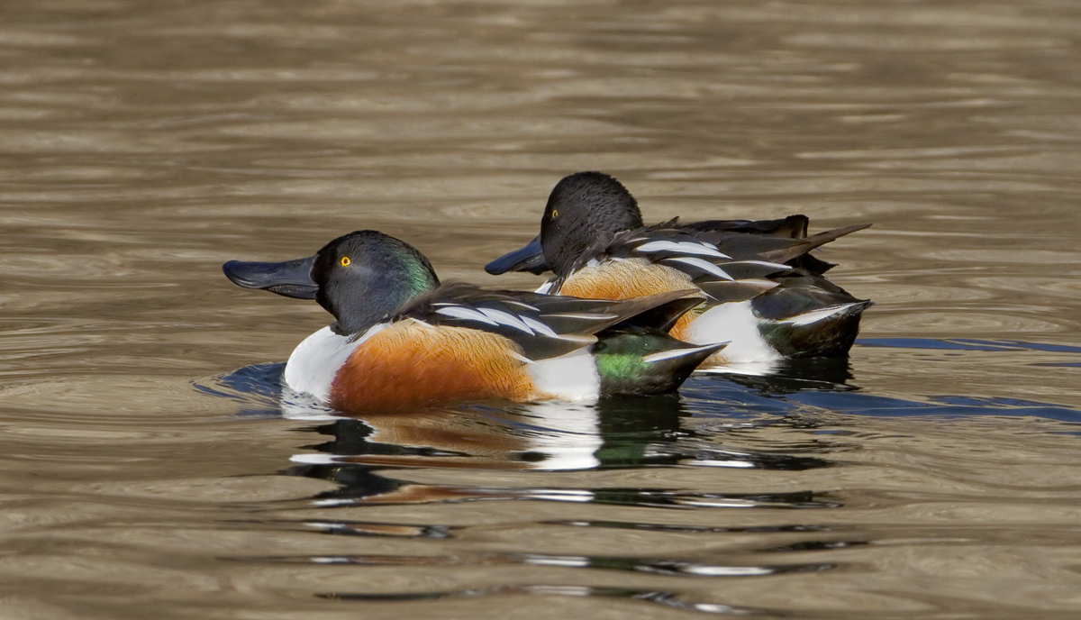 Shoveler Buddies