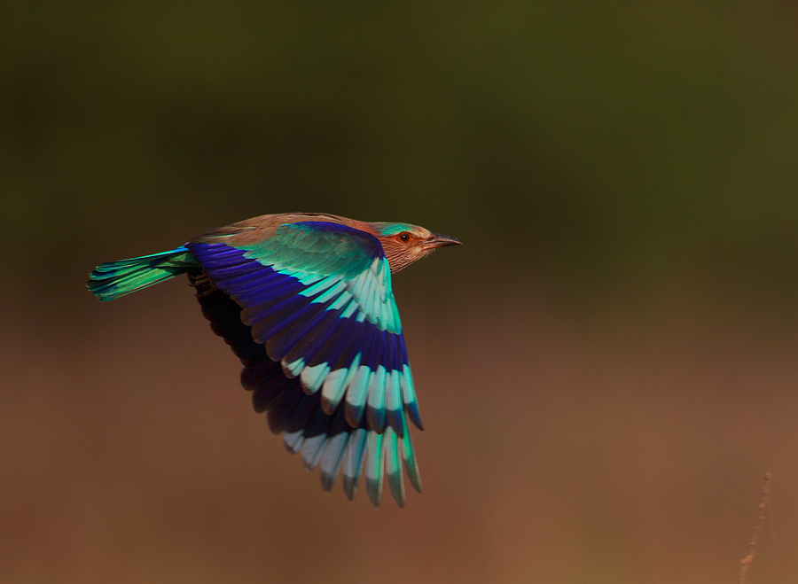 Indian Roller