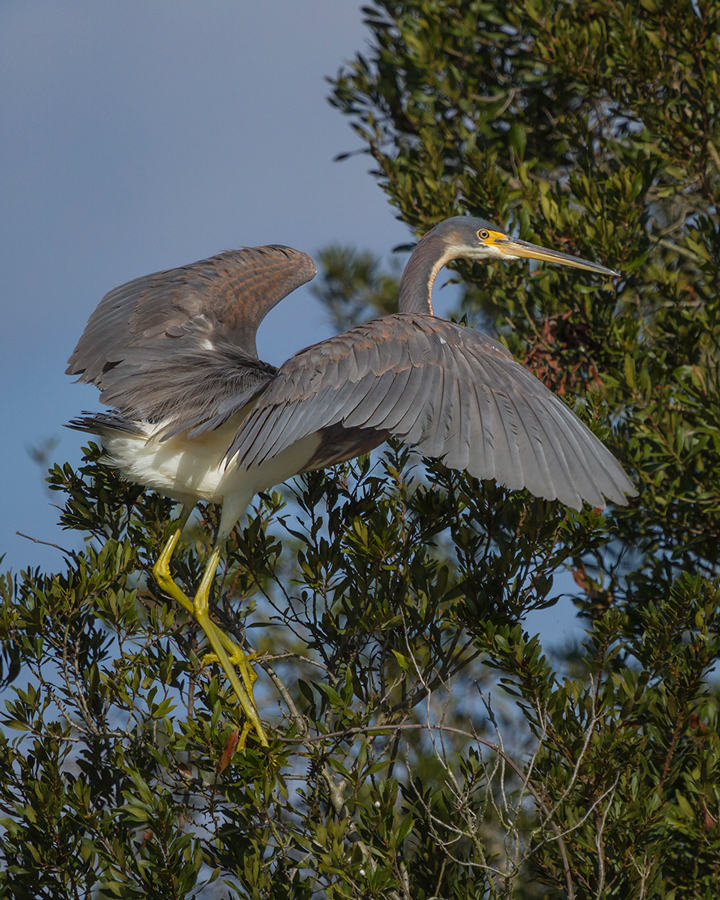 Tri-Colored Heron