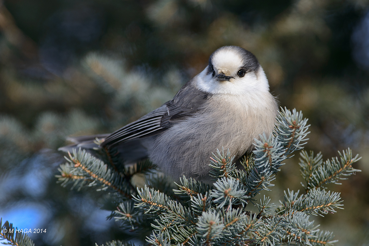 Gray Jay