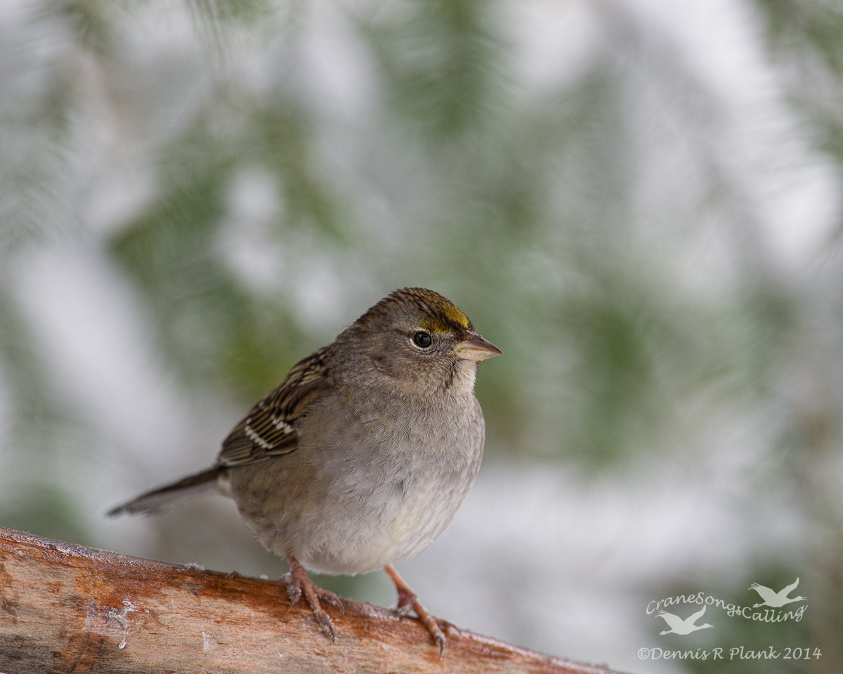 Golden-crowned Sparrow