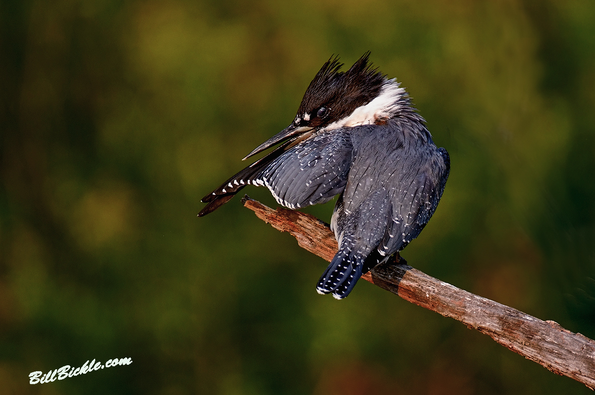 Striking Posed Kingfishe
