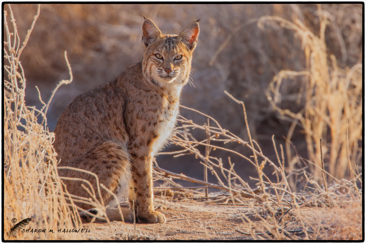 WC#621  Backlit Bobcat