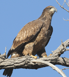 Golden  Eagle at Barr Lake