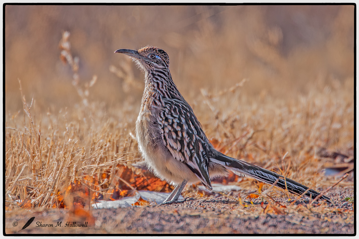 Backlit Roadrunner