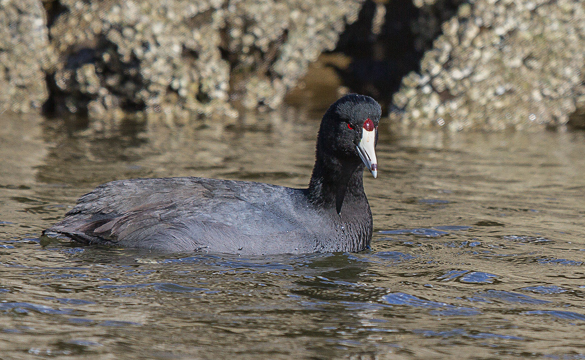 American Coot