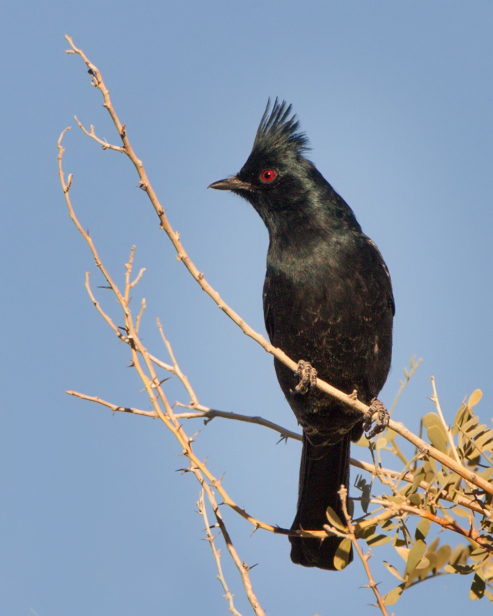Phainopepla