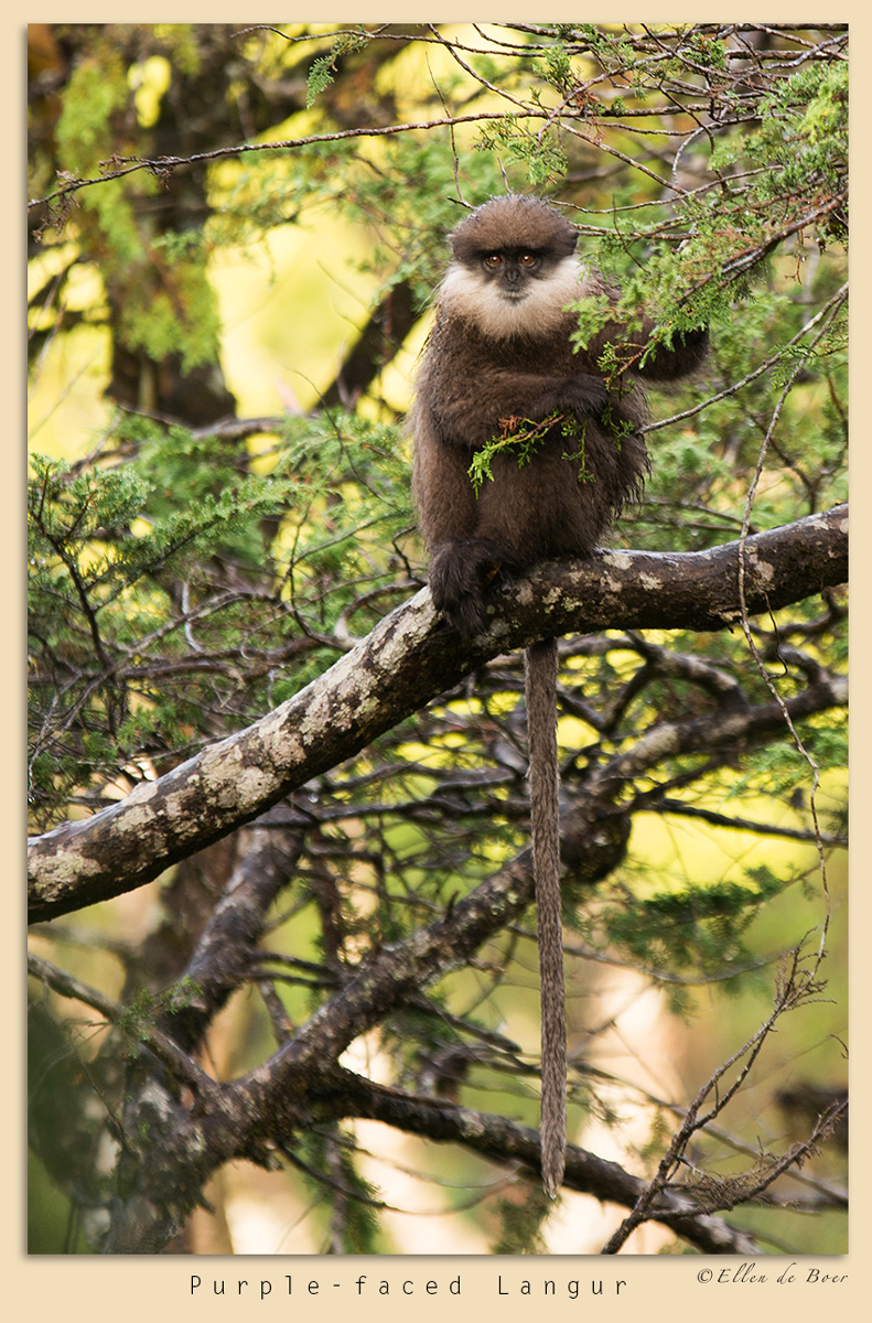 Purple-faced Langur