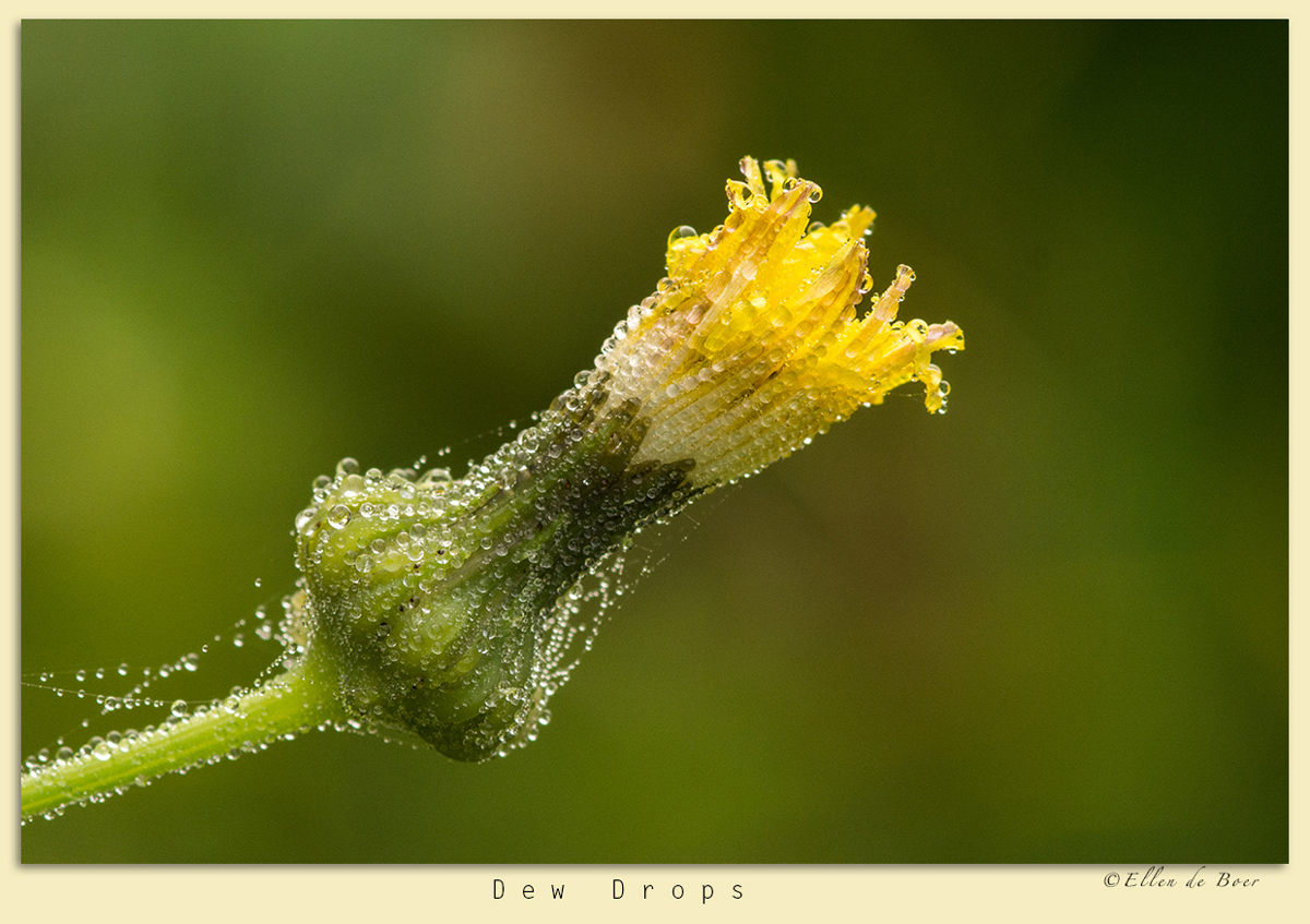 Dew drops