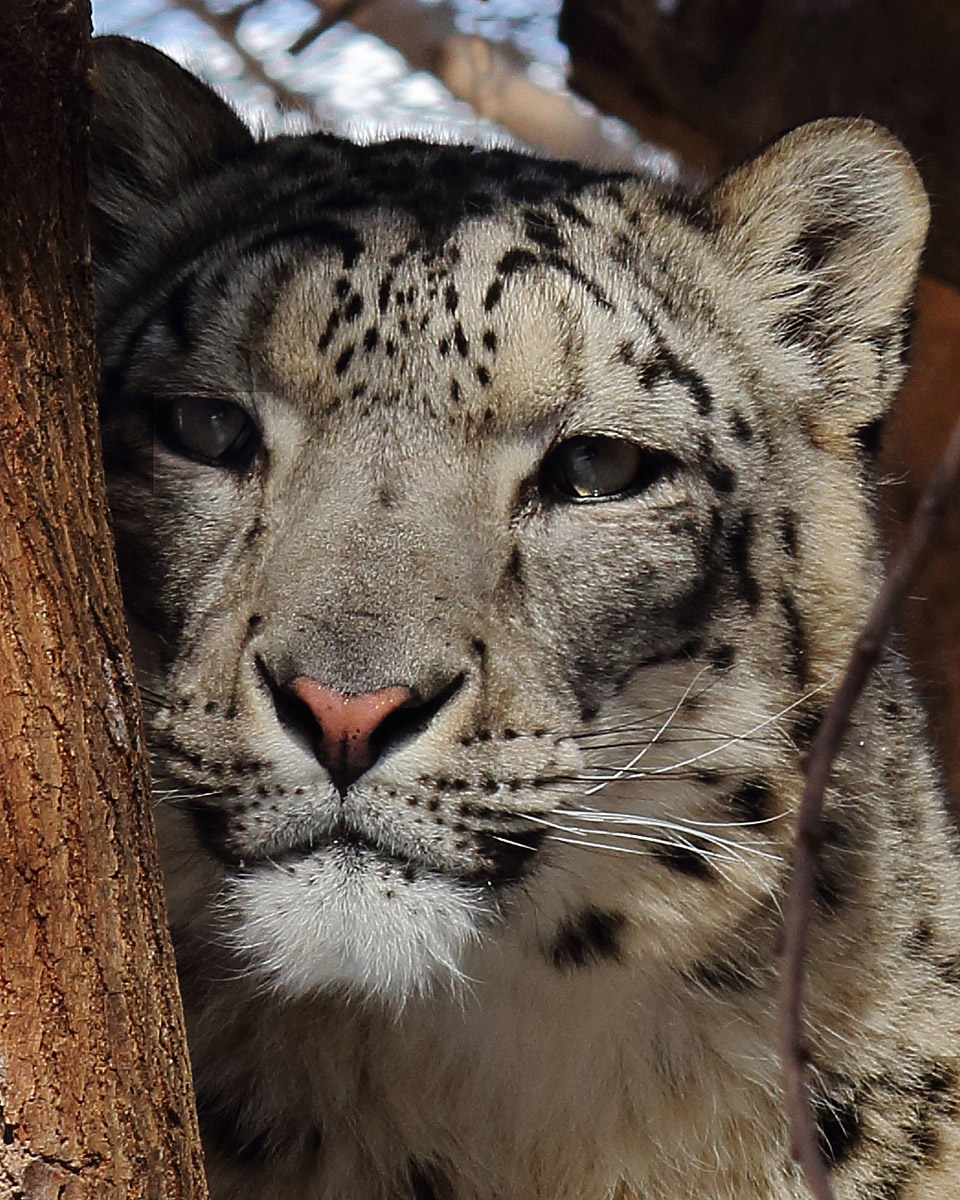 Snow leopard