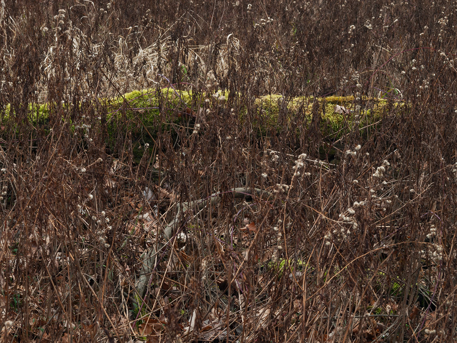 Finding from Floodplains