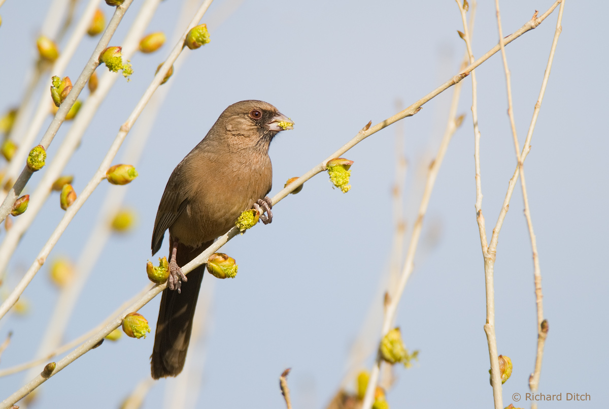 Abert's Towhee