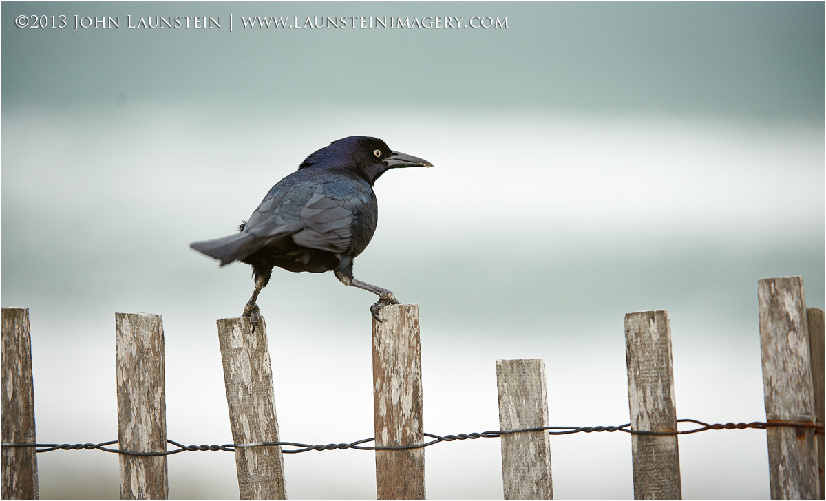 Balancing Act