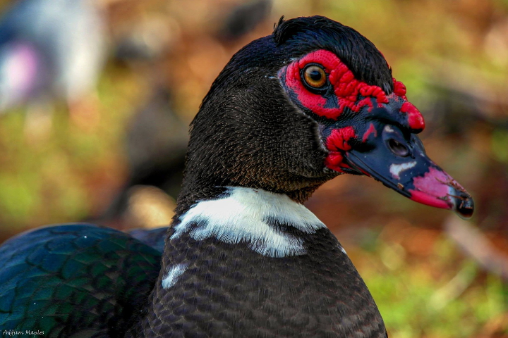 Darth Maul Duck