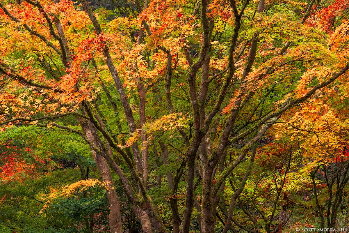 Maple Medley