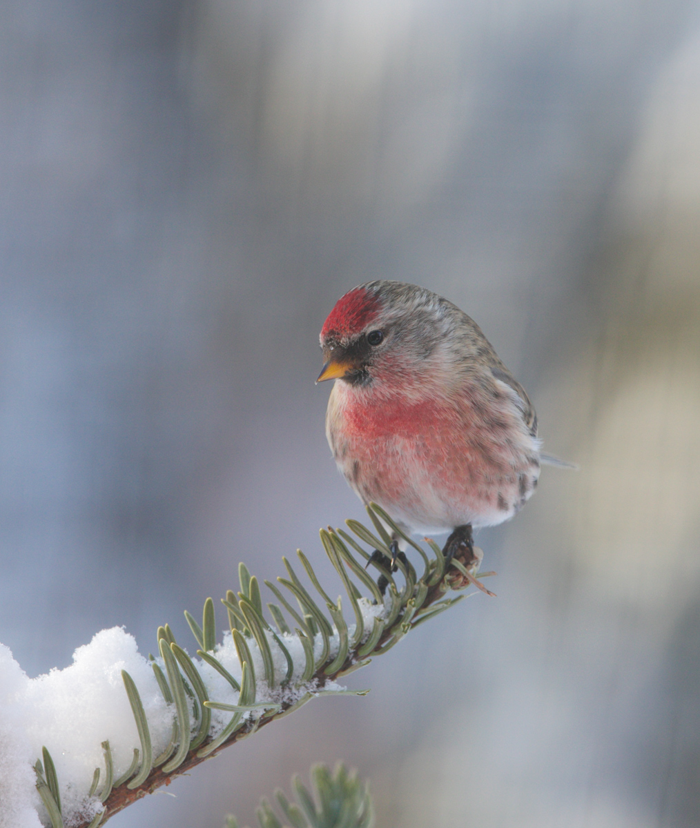 Common Redpoll