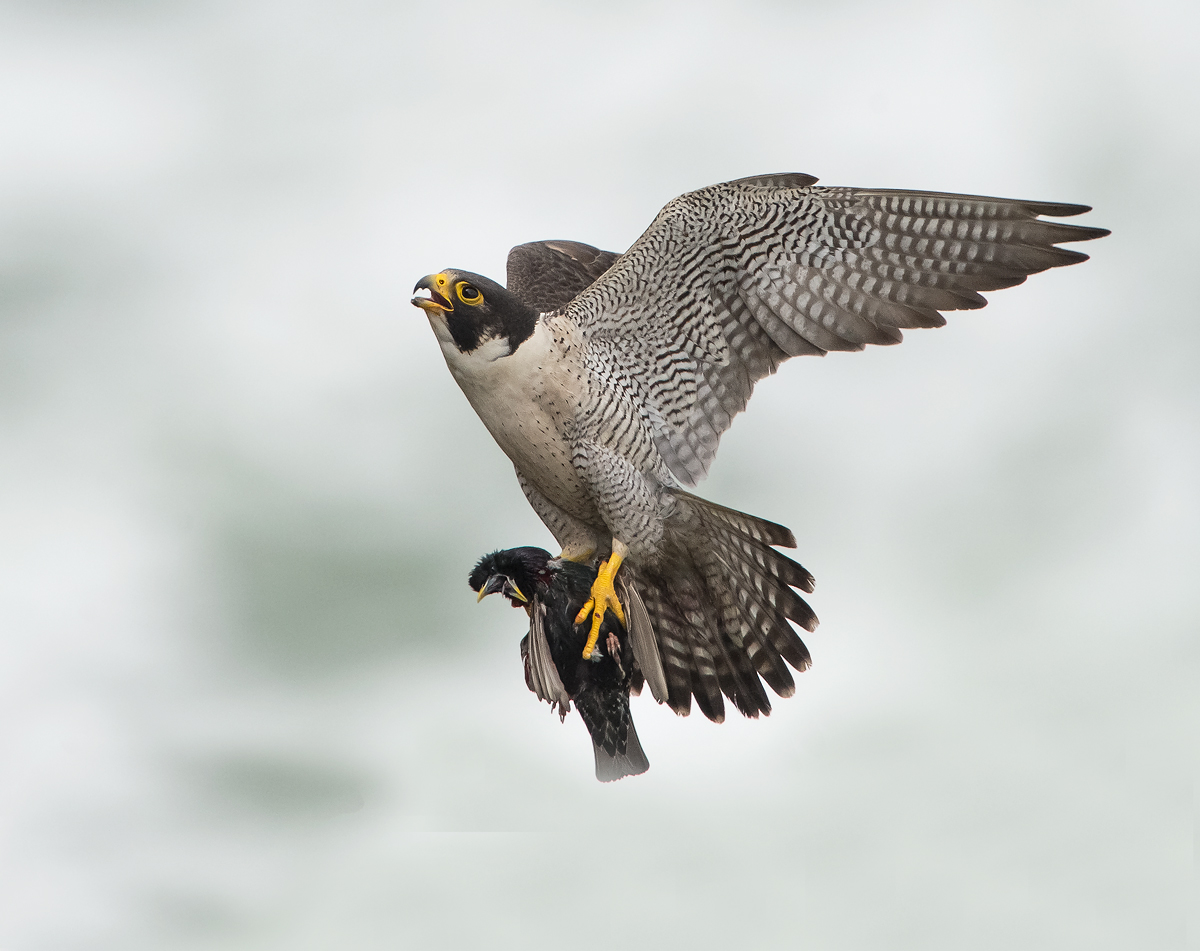 Peregrine With Prey