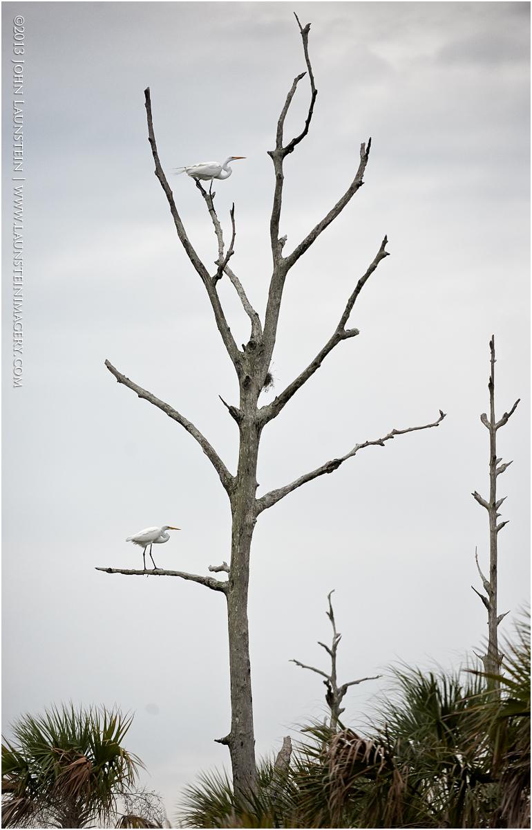 Wetland Sentries