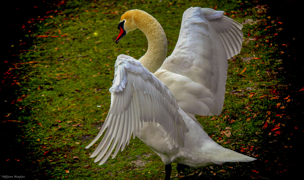 Great Swan