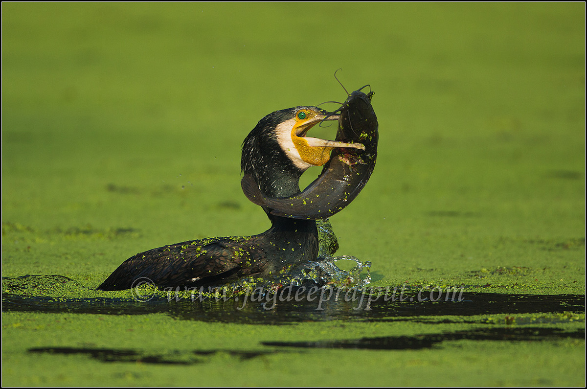 Large Cormorant fishing